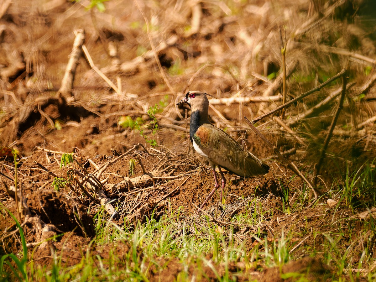 Southern Lapwing - ML618426247