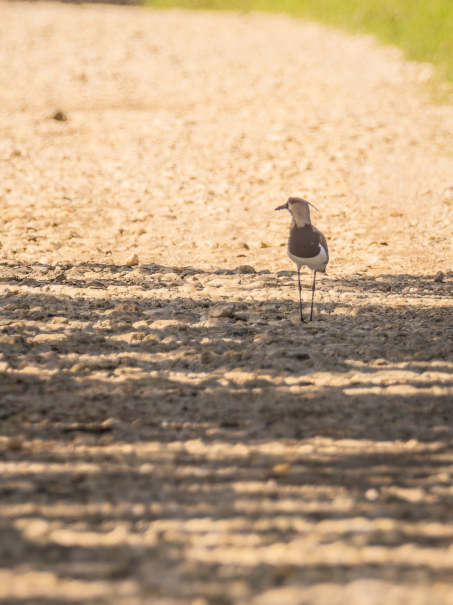 Southern Lapwing - ML618426249