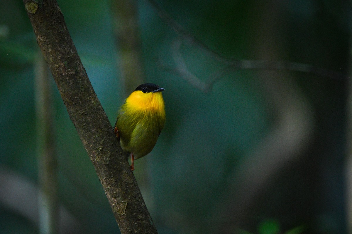 Golden-collared Manakin - Noah Price