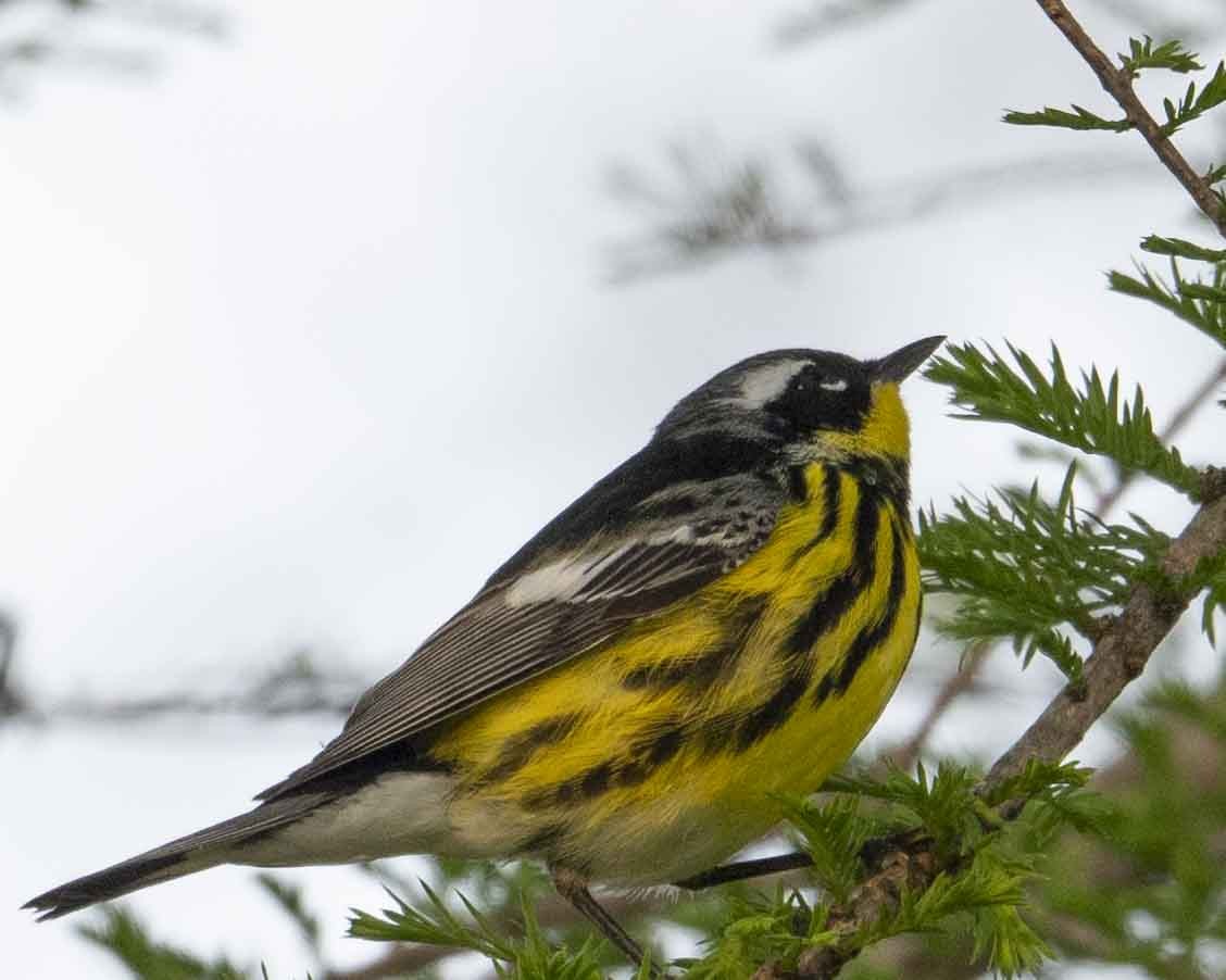 Magnolia Warbler - Gary Hofing