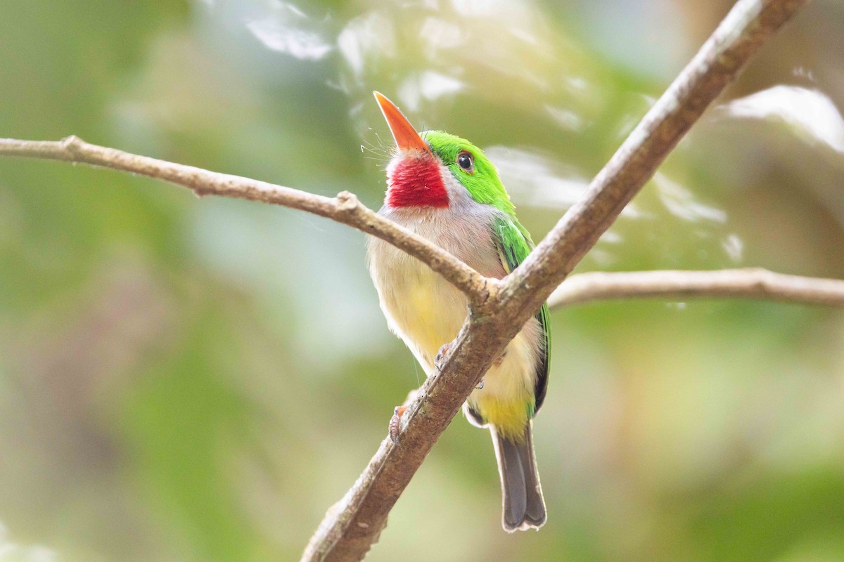 Broad-billed Tody - ML618426265