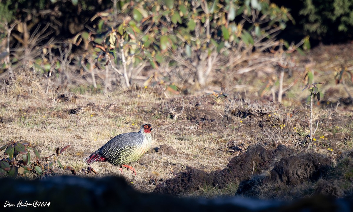 Blood Pheasant - ML618426288