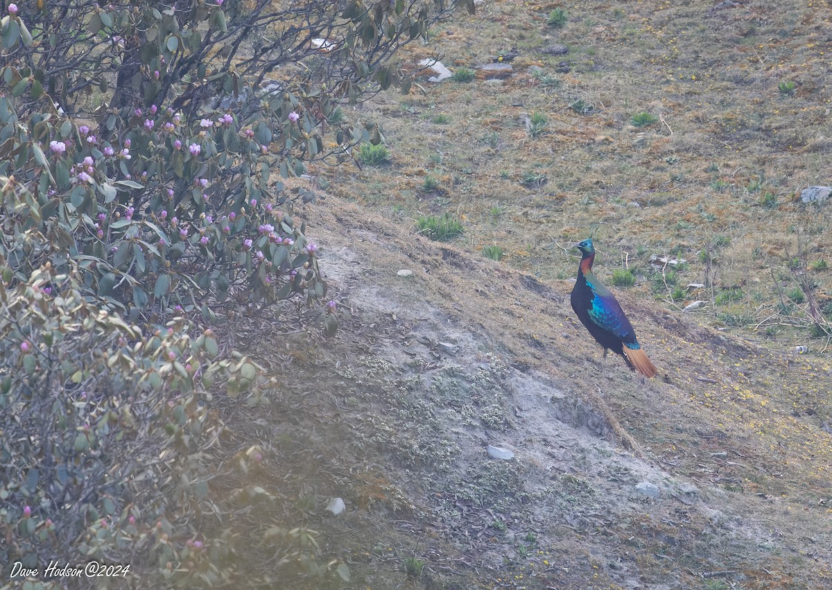 Himalayan Monal - Dave Hodson