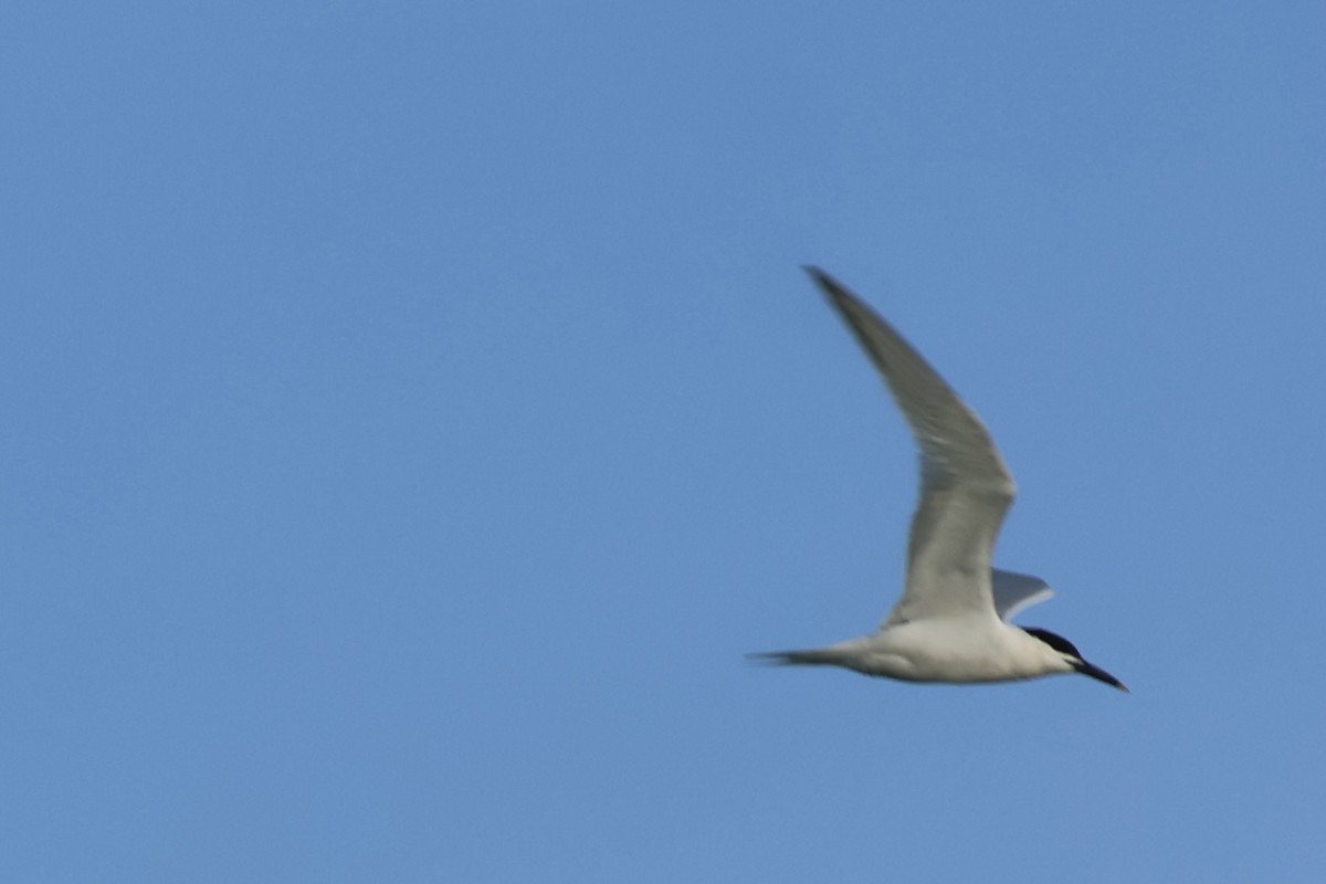 Sandwich Tern - ML618426317