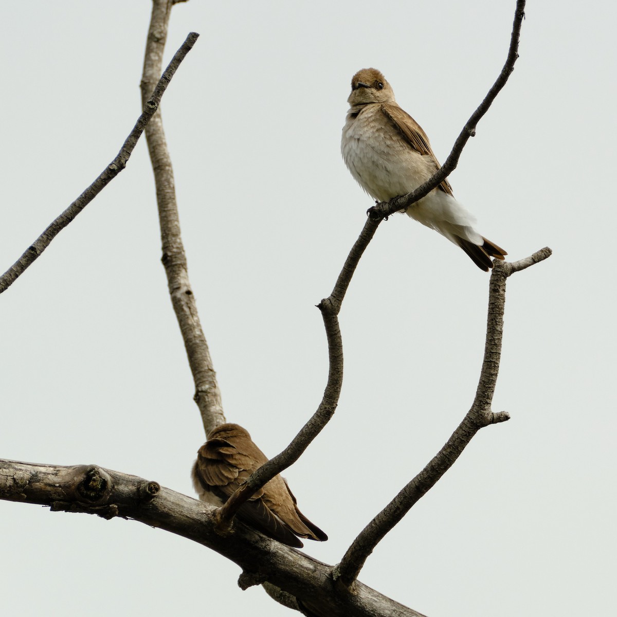 Northern Rough-winged Swallow - ML618426320