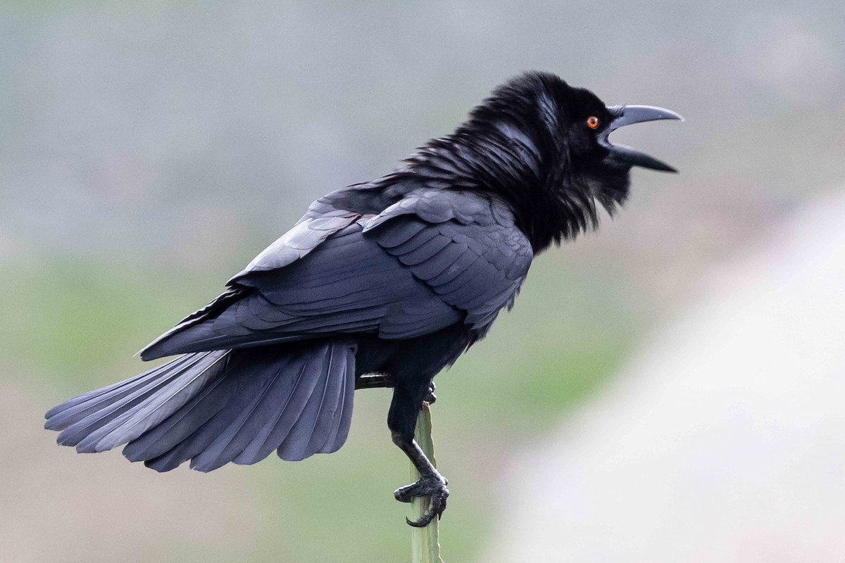 White-necked Crow - ML618426323