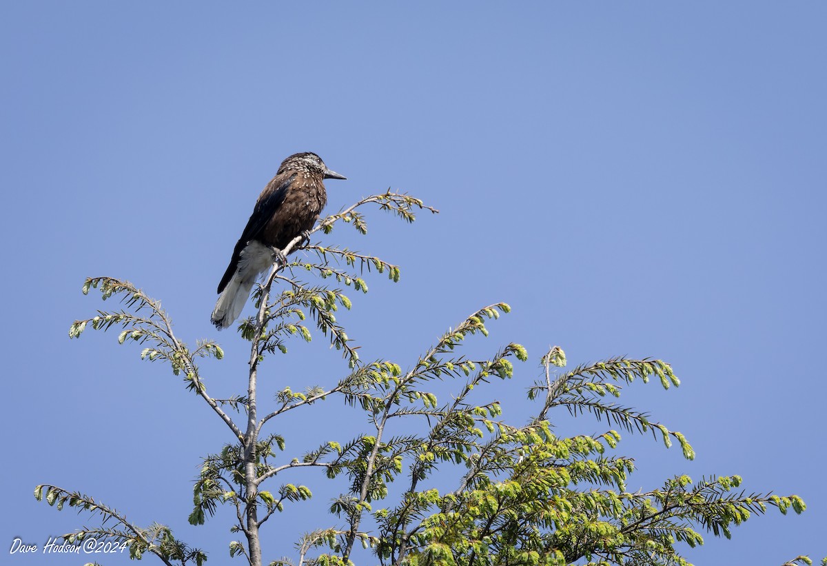 Eurasian Nutcracker - ML618426349