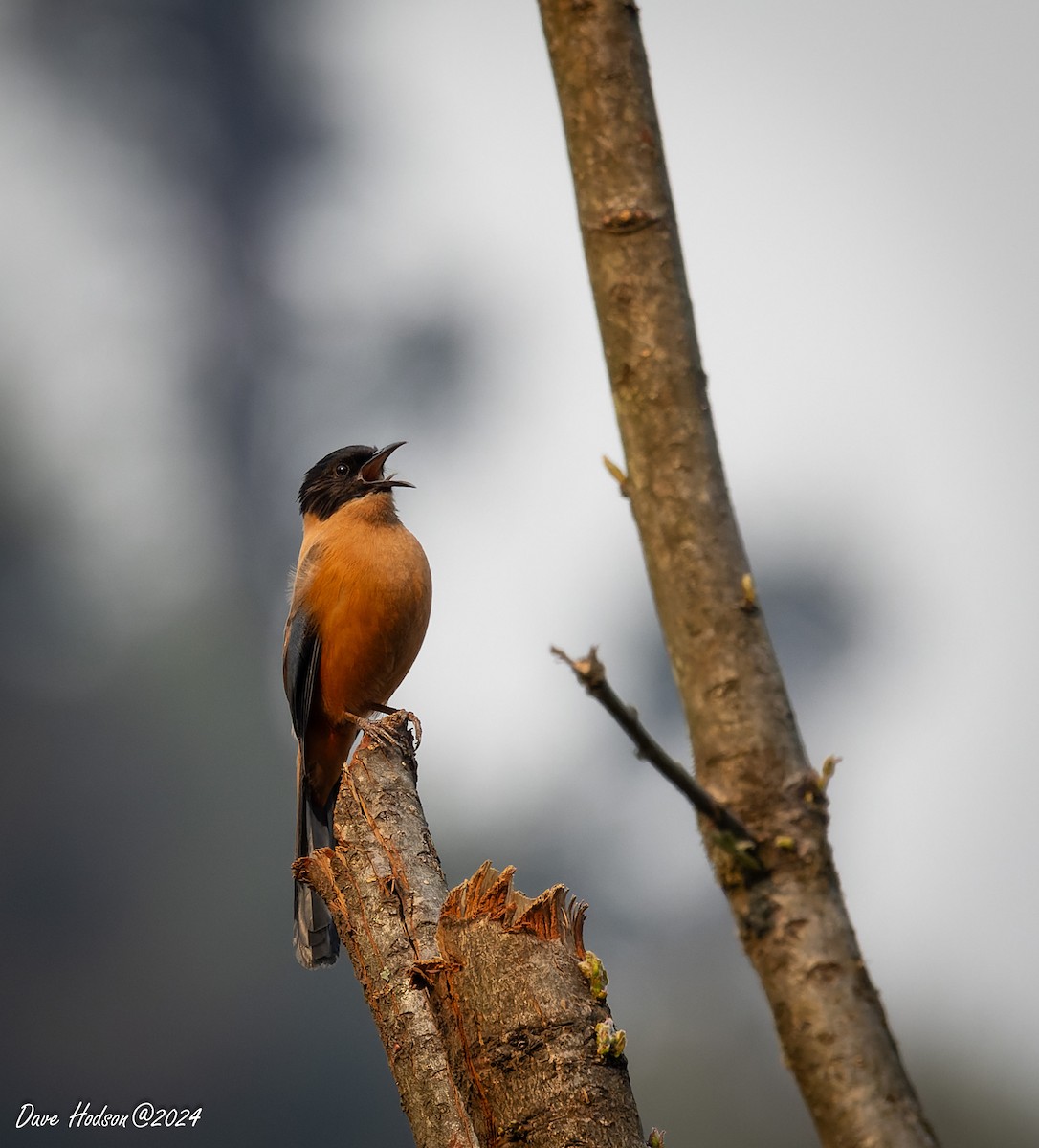 Rufous Sibia - ML618426389