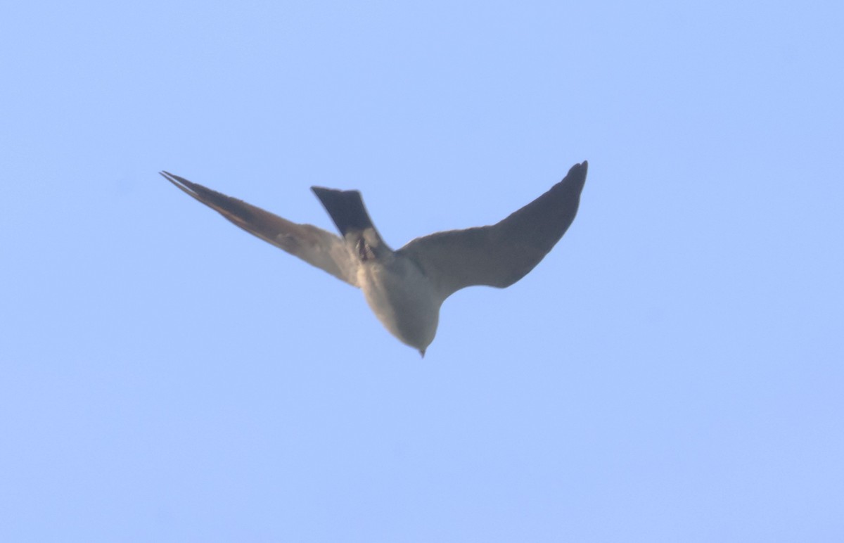 Mississippi Kite - ML618426395