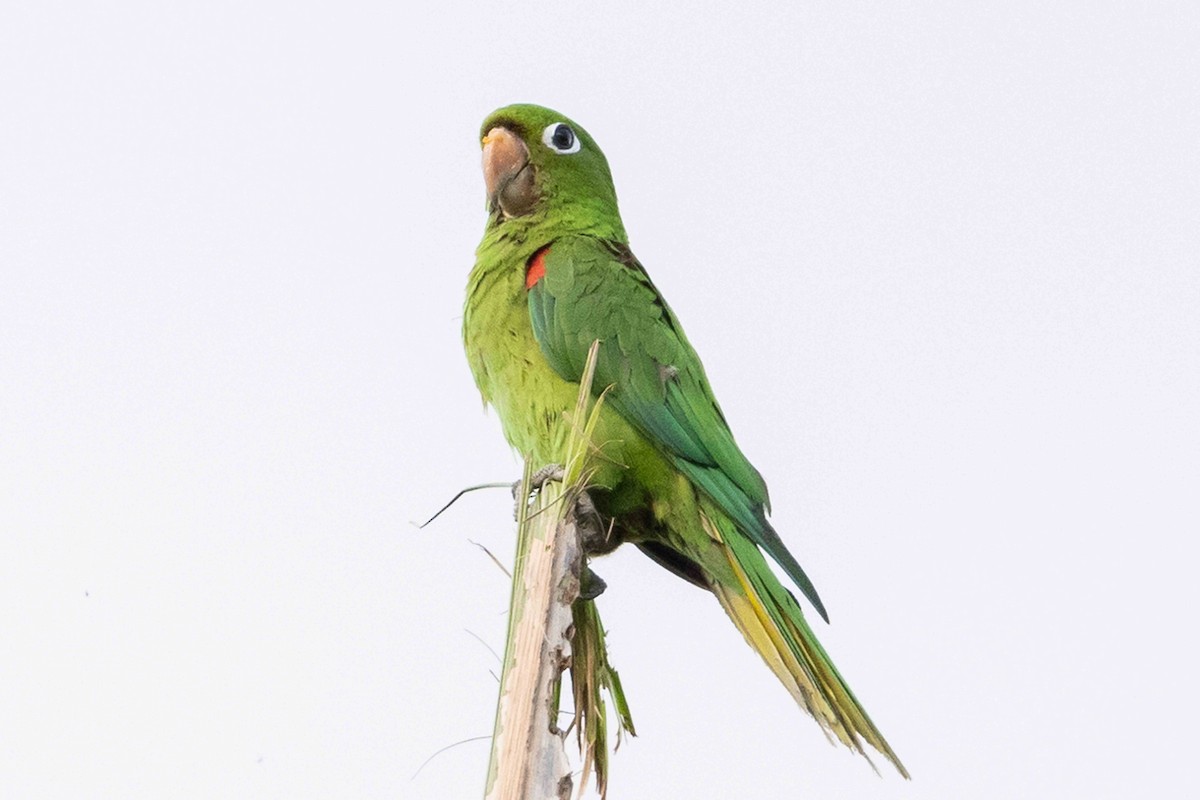 Conure maîtresse - ML618426413