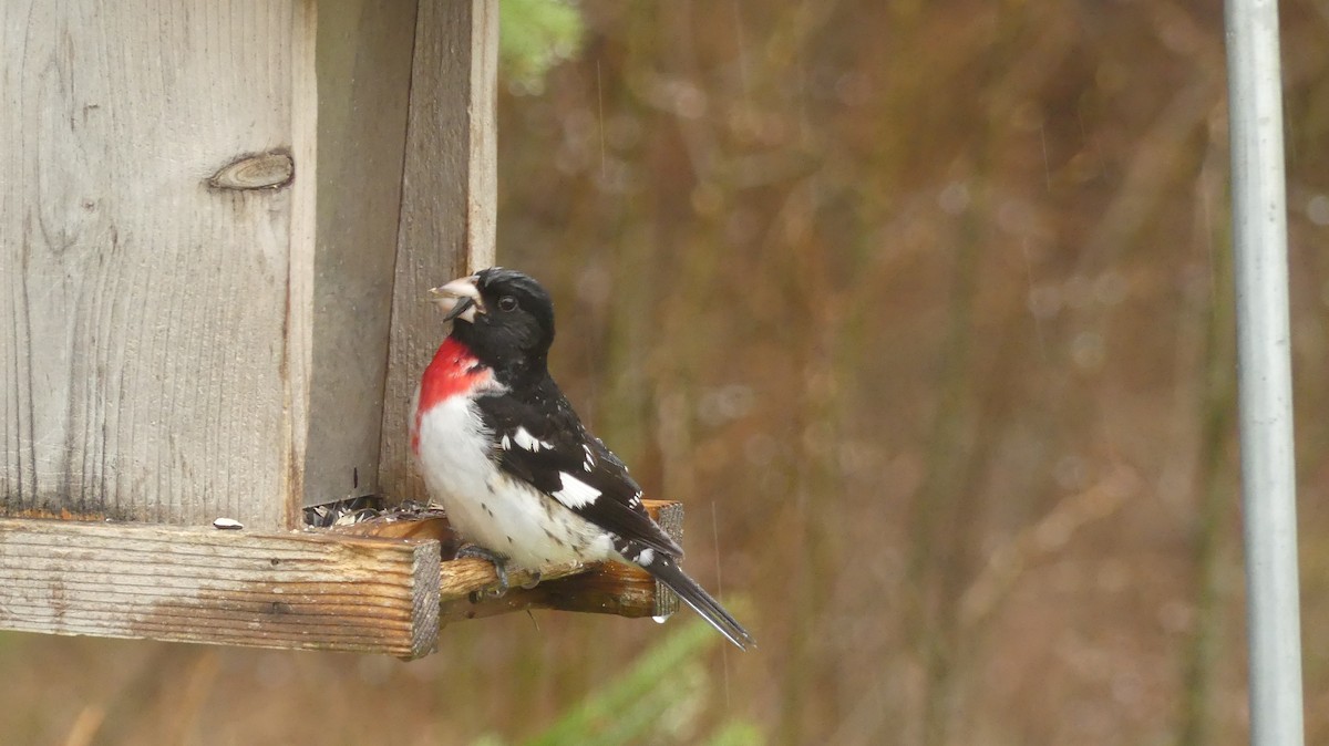 Rose-breasted Grosbeak - John Hatcher