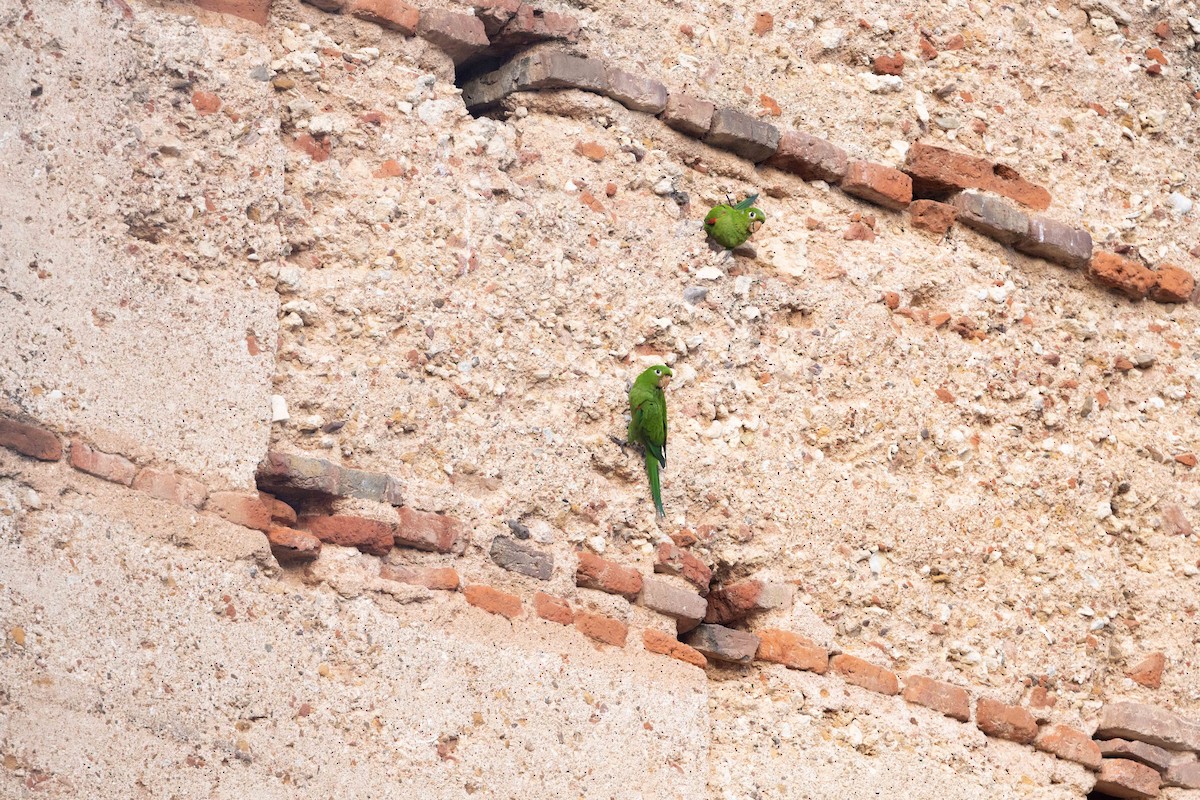 Aratinga de la Española - ML618426427