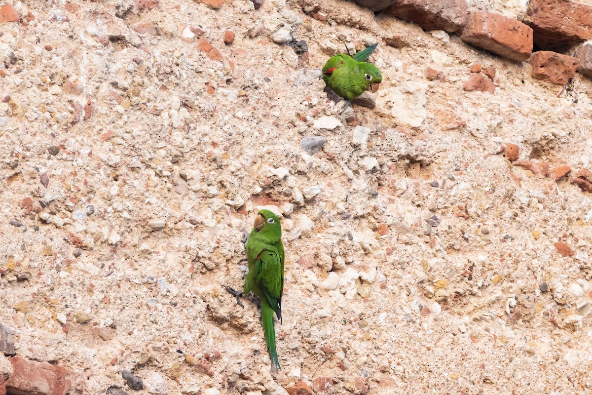 Aratinga de la Española - ML618426437