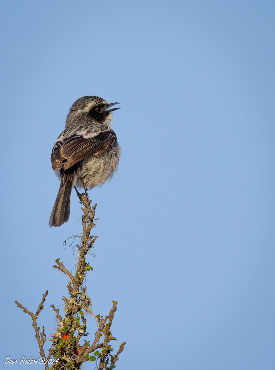 Gray Bushchat - ML618426456