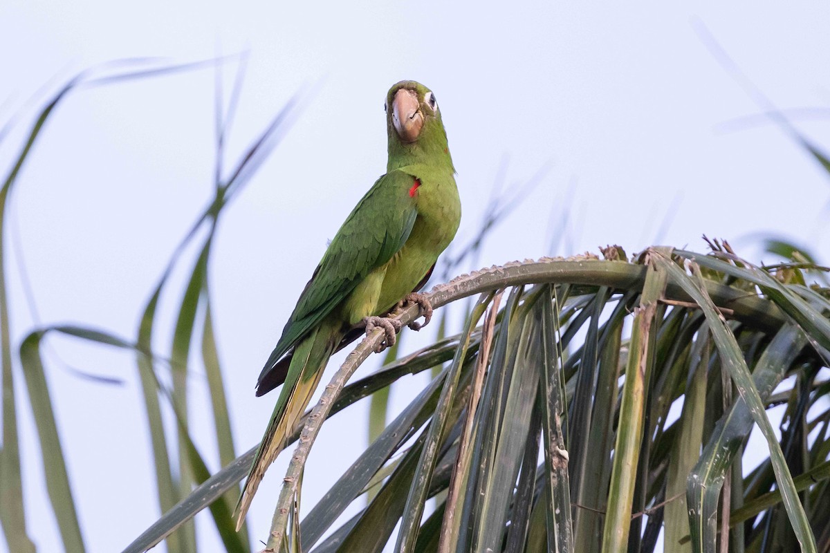 Aratinga de la Española - ML618426460