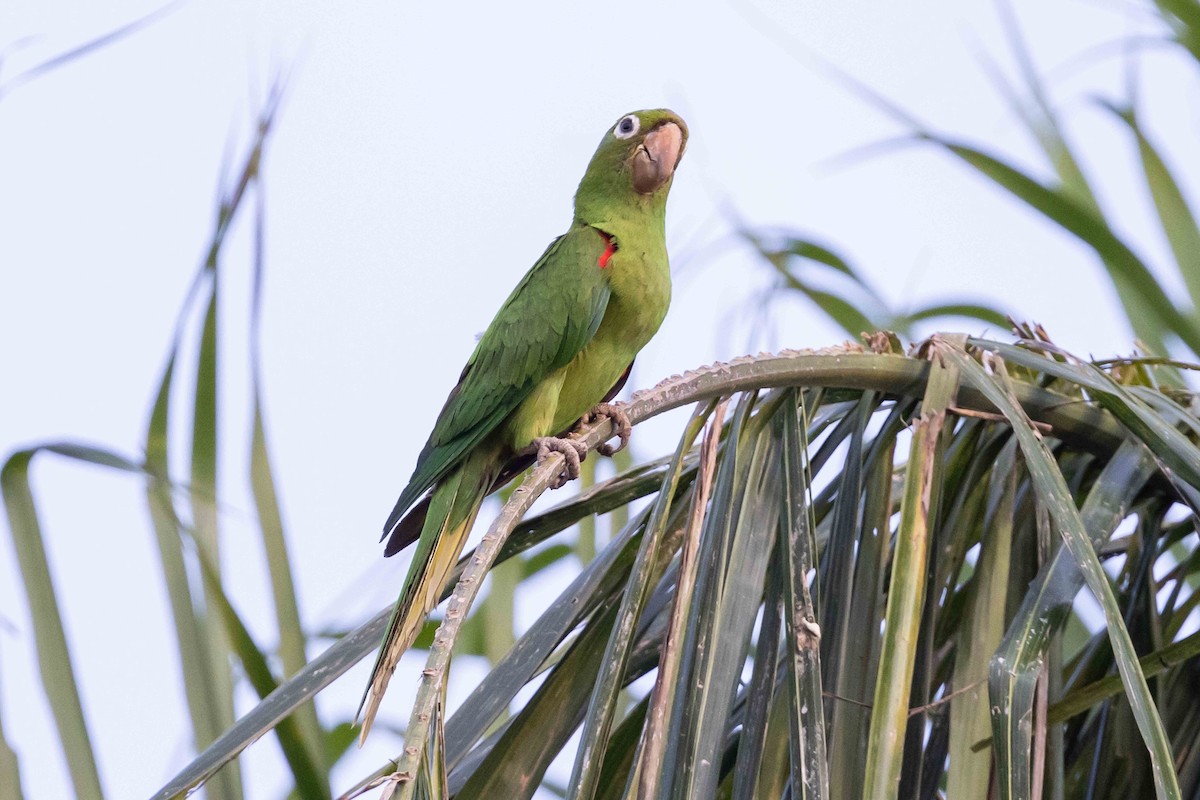 Hispaniolan Parakeet - ML618426464