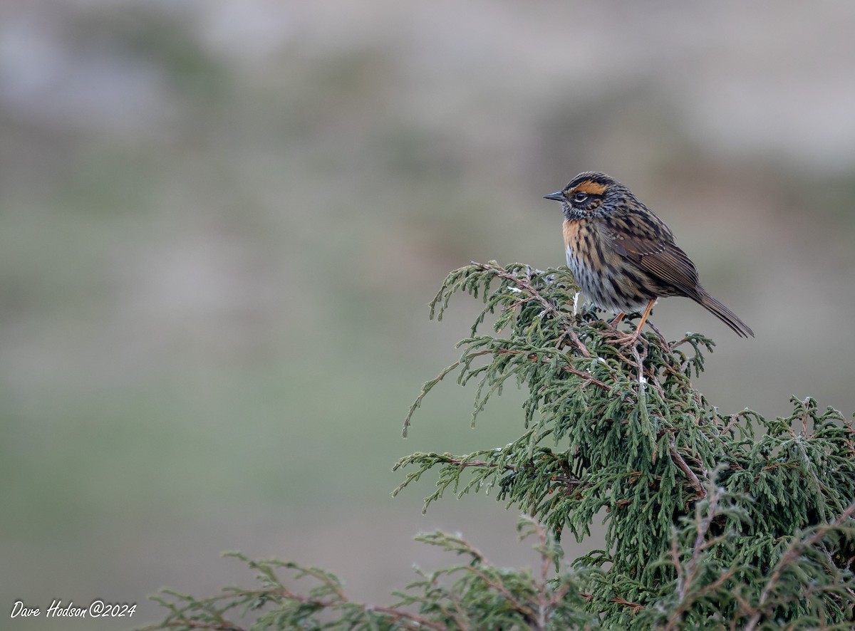 Rufous-breasted Accentor - ML618426466