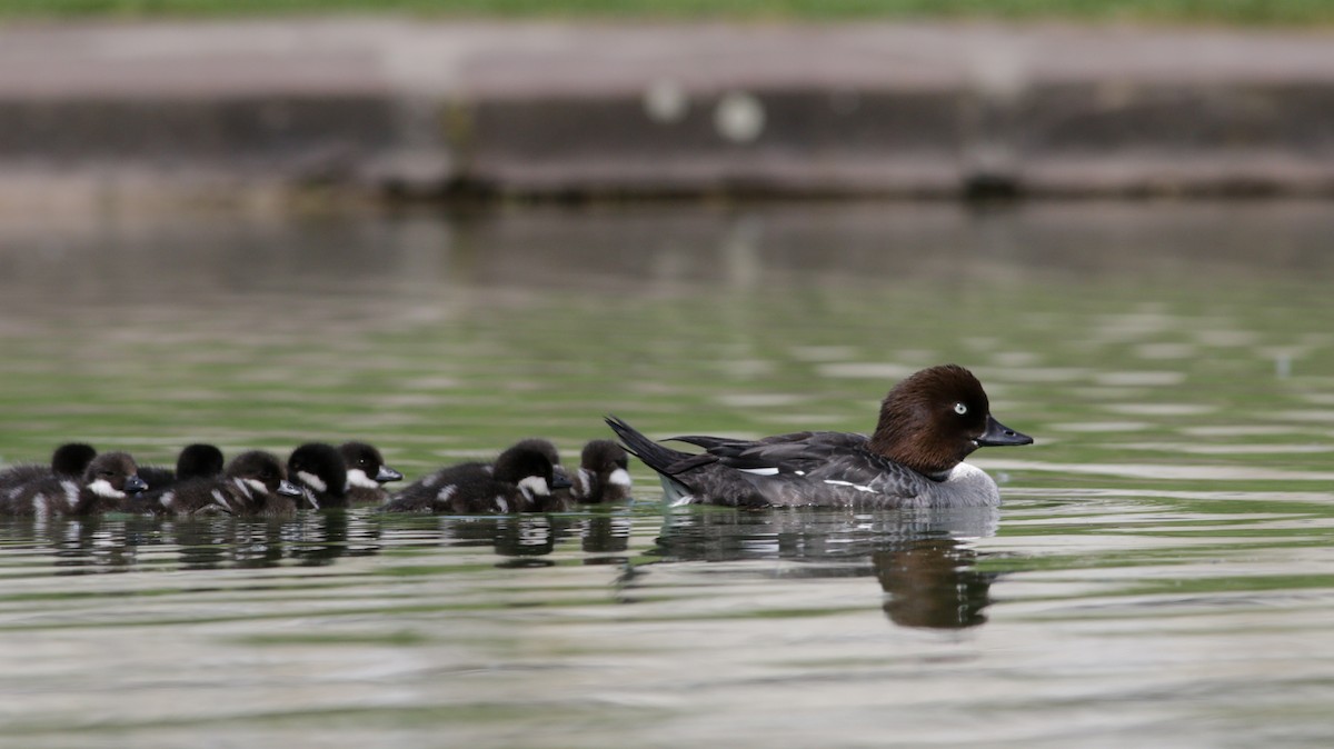 Common Goldeneye - ML618426483