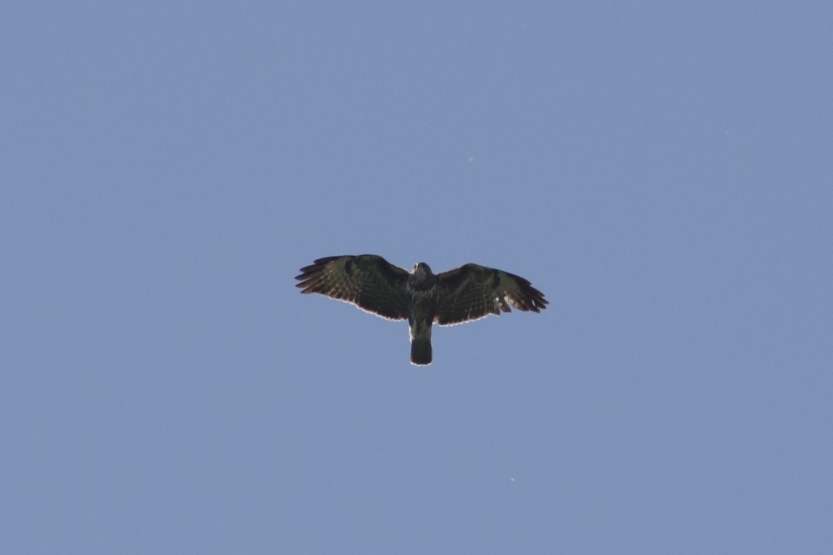 Common Buzzard - Wojciech Siuda