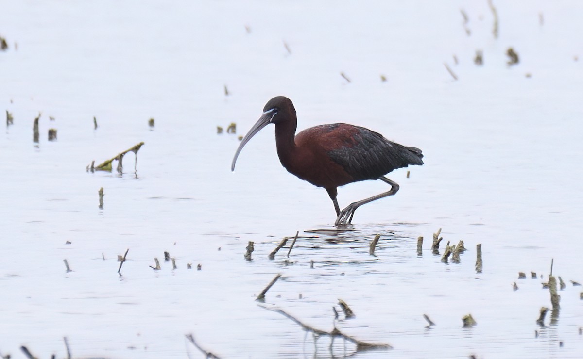 Glossy Ibis - ML618426492