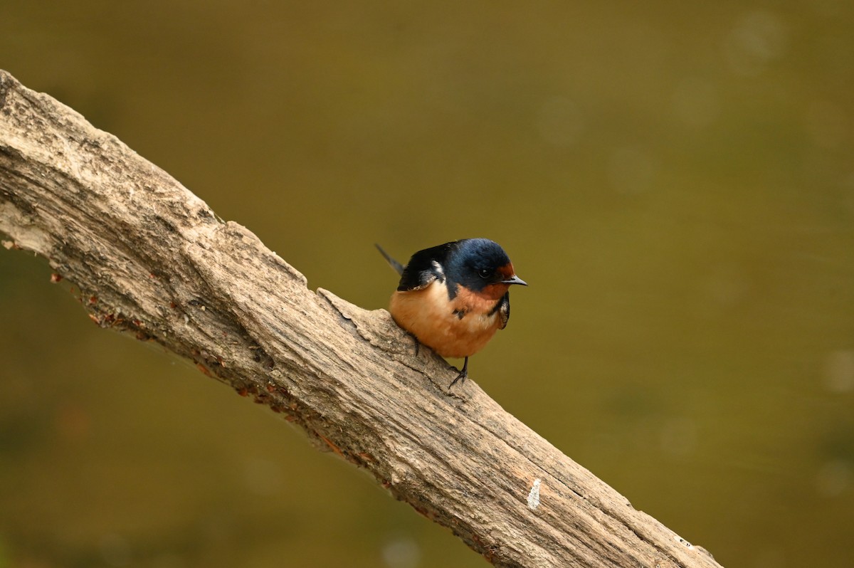 Barn Swallow - William Woody