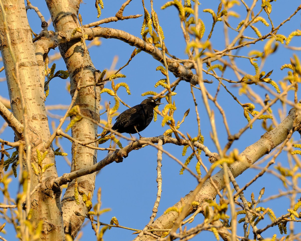 Rusty Blackbird - ML618426504