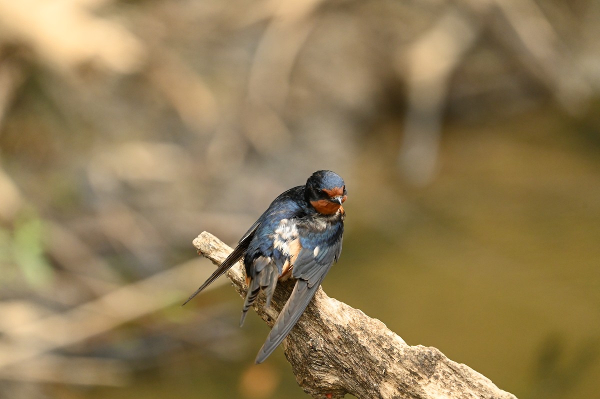 Barn Swallow - ML618426514