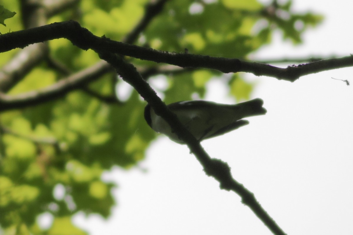 Collared Flycatcher - ML618426522