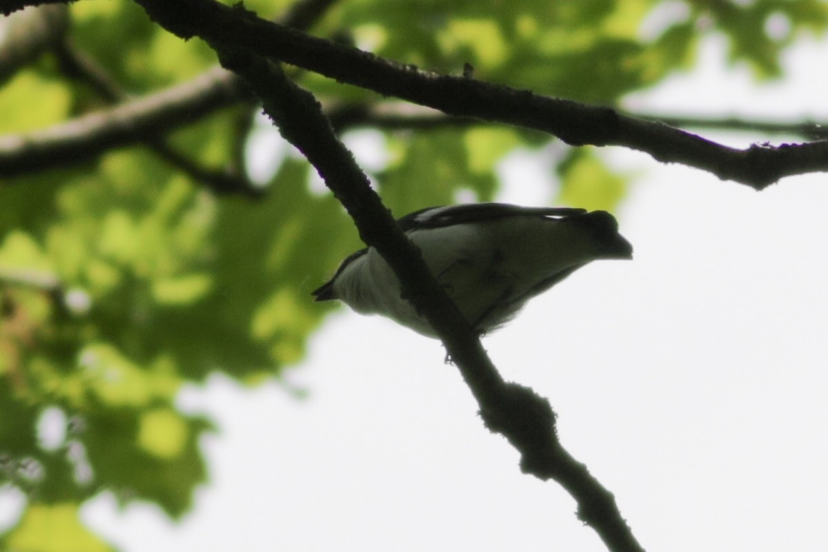 Collared Flycatcher - Wojciech Siuda