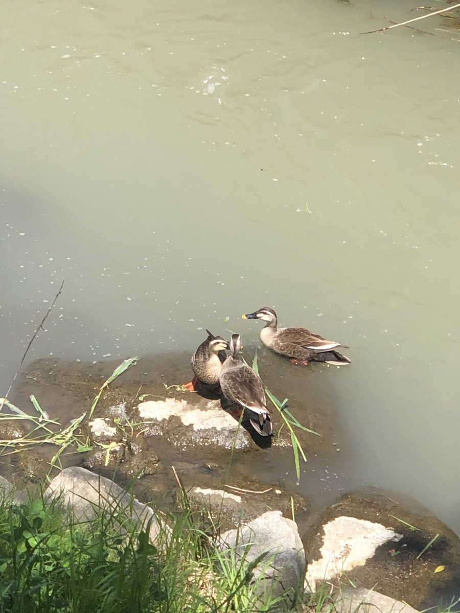 Eastern Spot-billed Duck - ML618426529