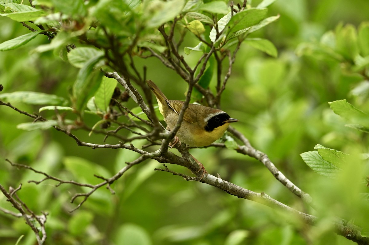 Common Yellowthroat - William Woody