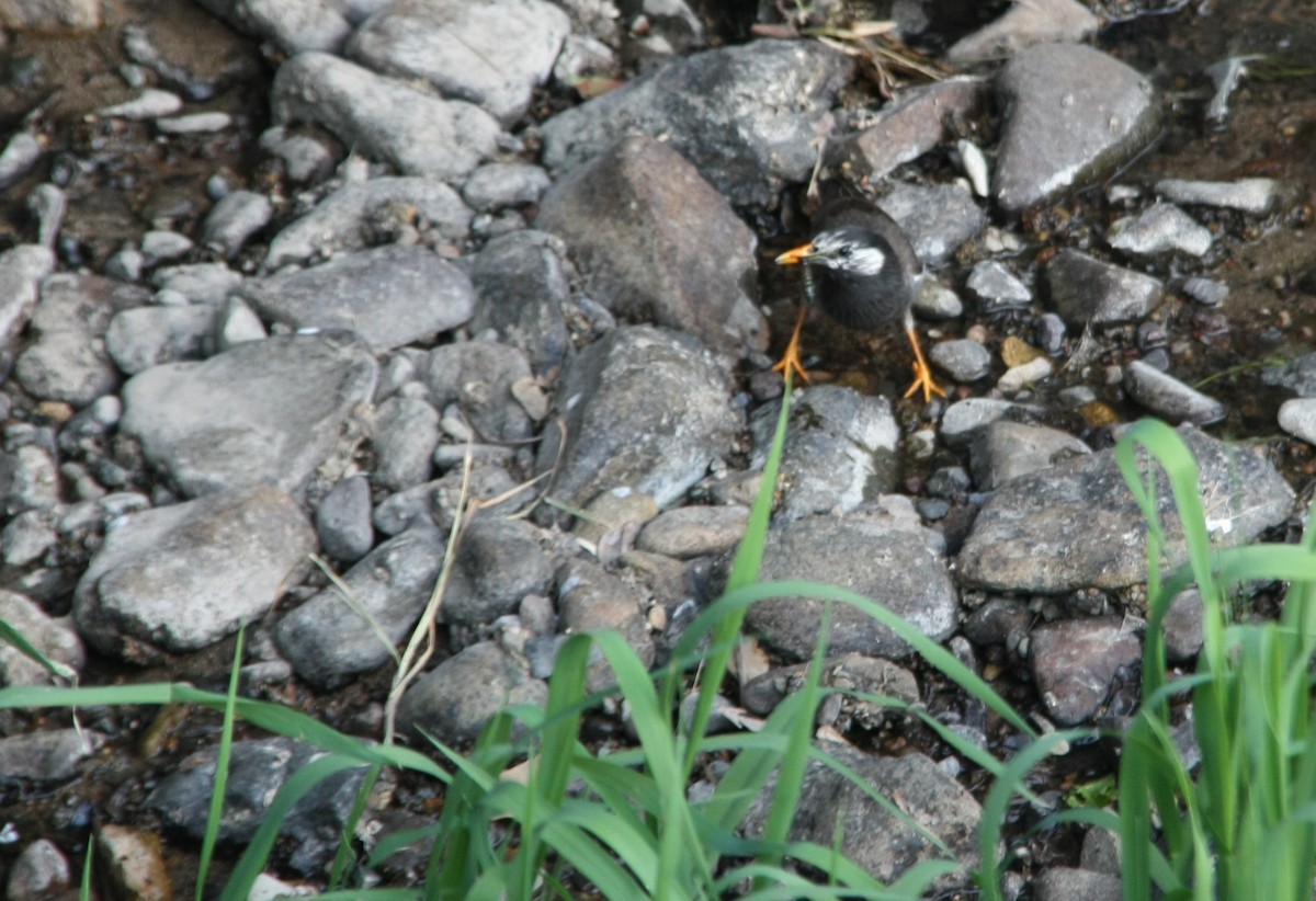 White-cheeked Starling - ML618426577