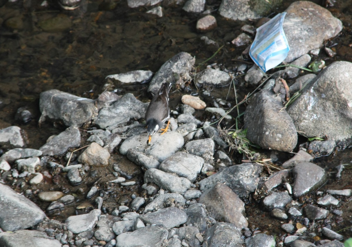 White-cheeked Starling - ML618426579