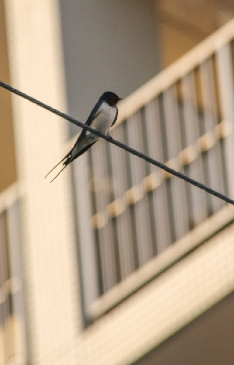 Barn Swallow - ML618426580