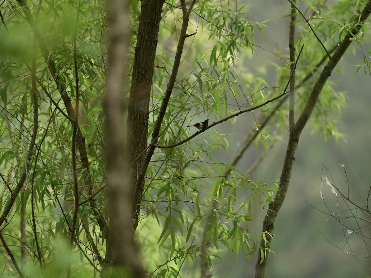 American Redstart - ML618426596