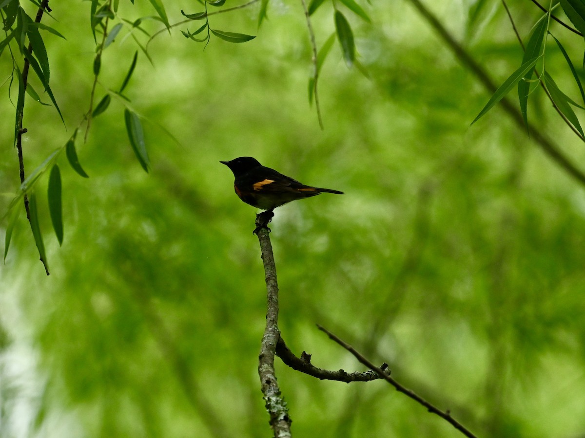 American Redstart - William Woody