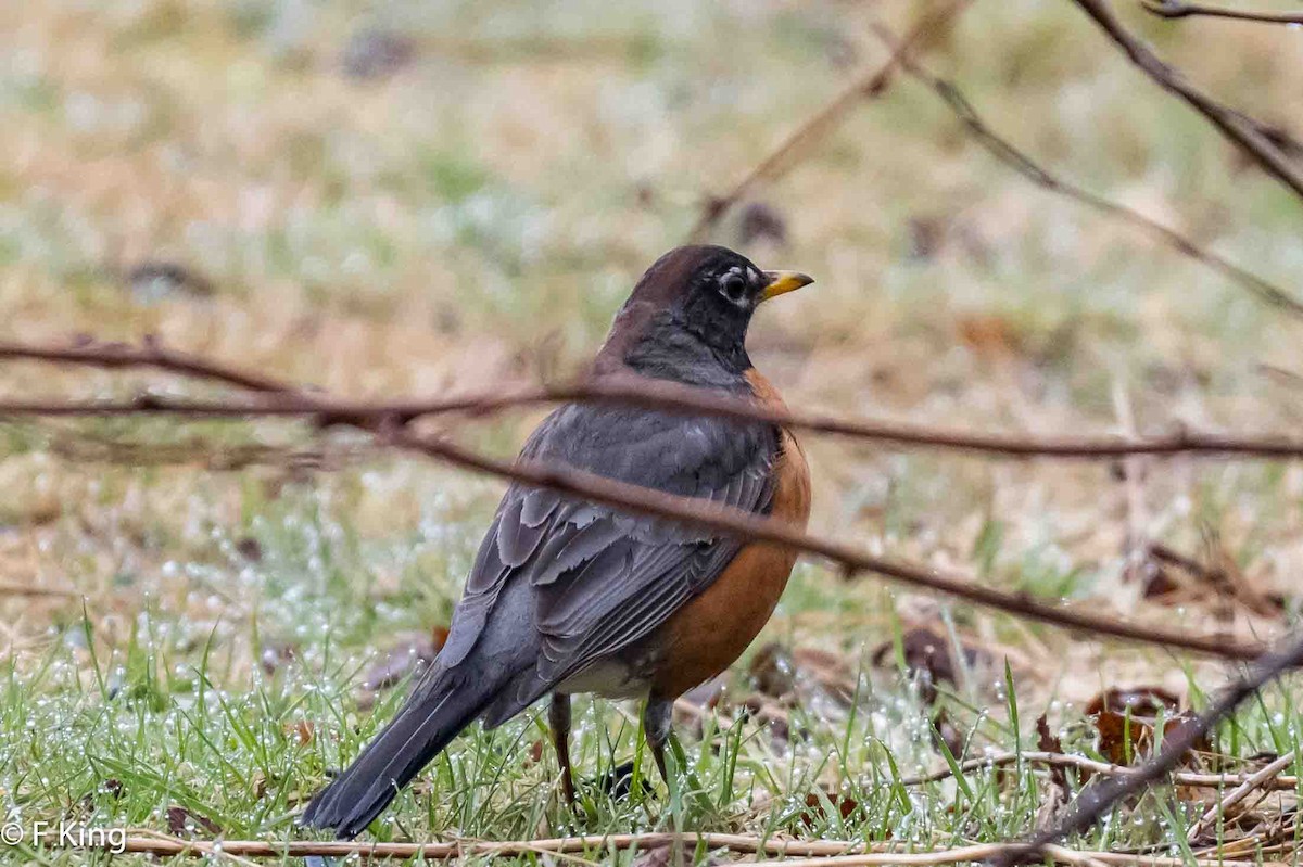 American Robin - Frank King