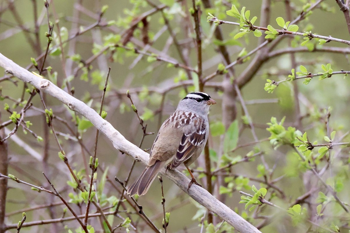 White-crowned Sparrow - ML618426633