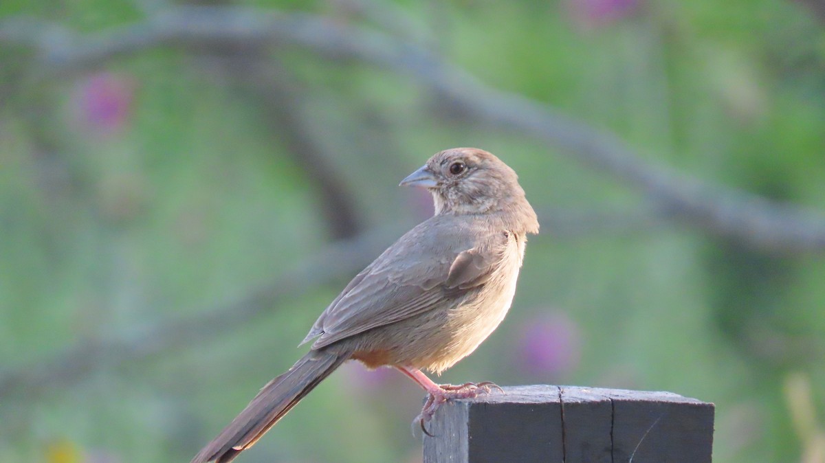 Canyon Towhee - ML618426642