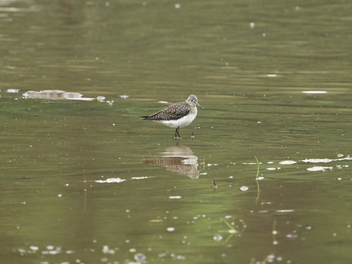 Solitary Sandpiper - ML618426685