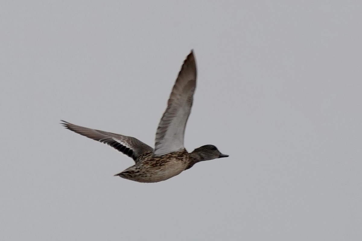 Green-winged Teal - ML618426700