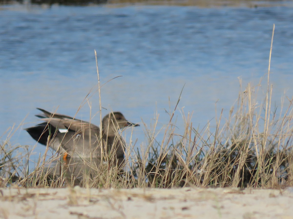 Gadwall - ML618426704