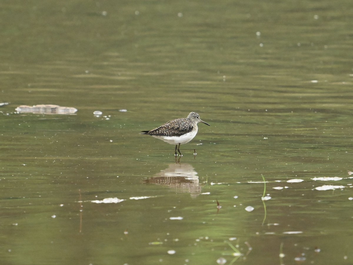 Solitary Sandpiper - ML618426716