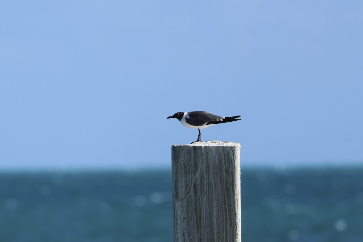 Laughing Gull - ML618426733