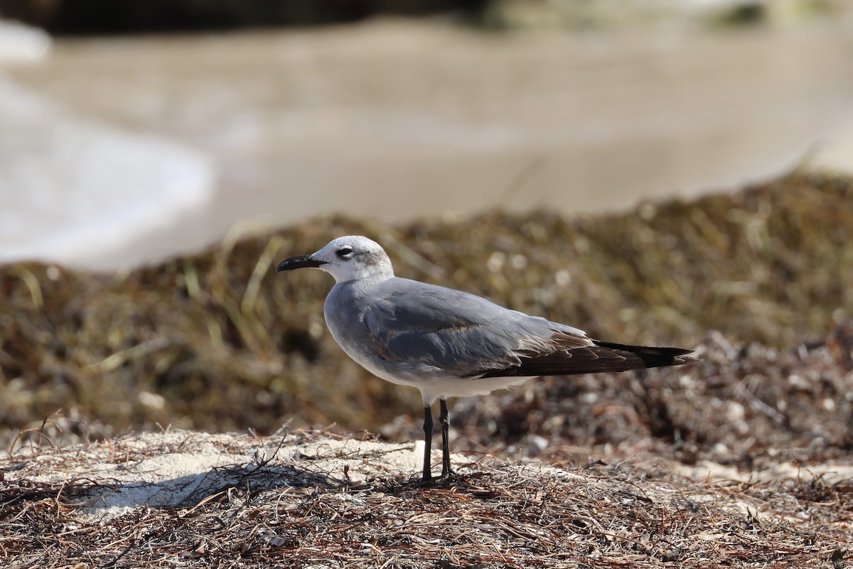 Laughing Gull - ML618426734