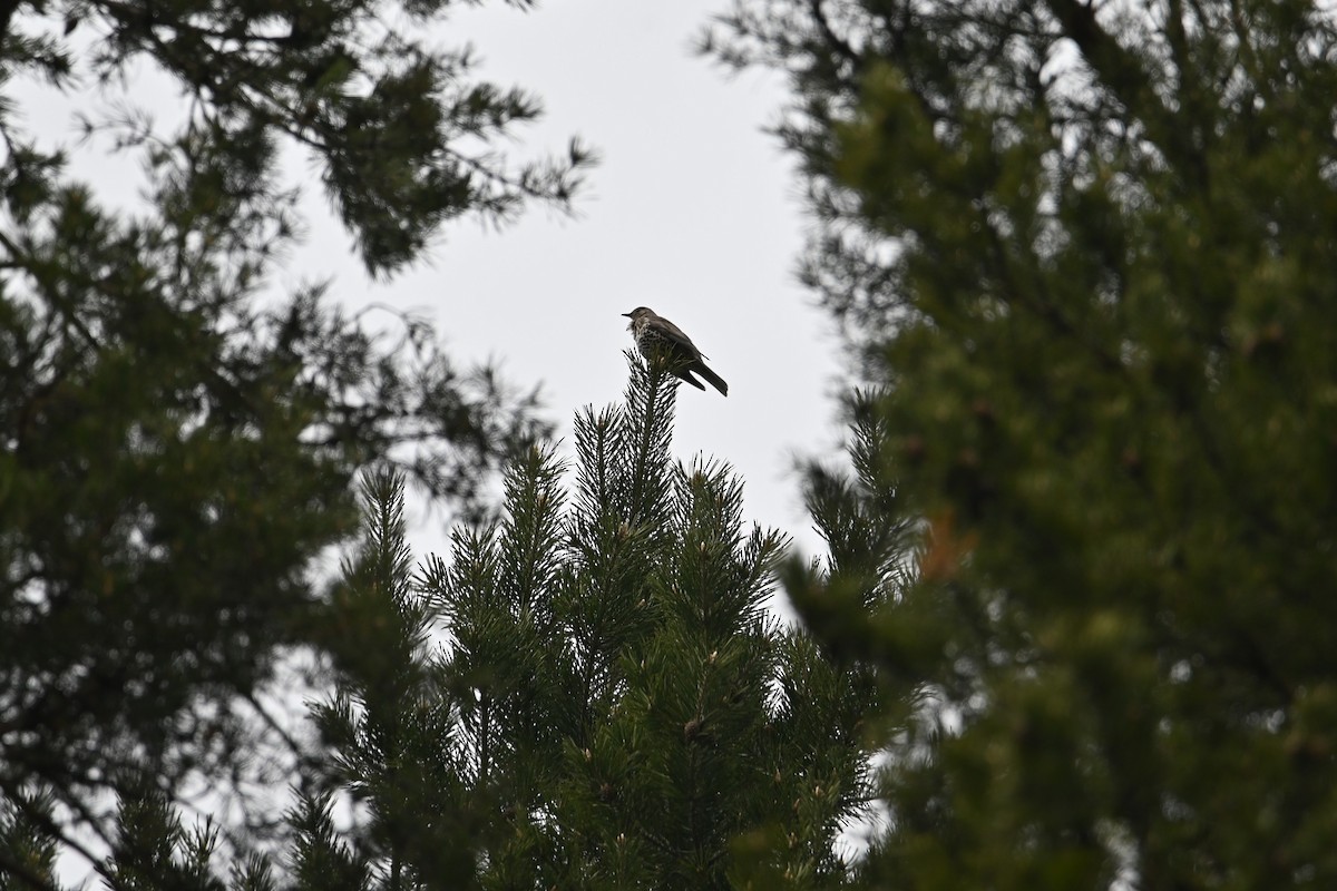 Mistle Thrush - Kenzhegul Qanatbek