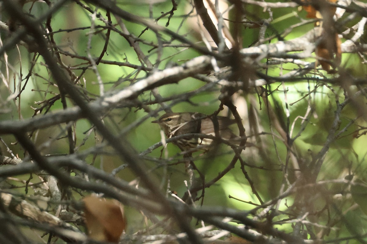 Northern Waterthrush - ML618426761