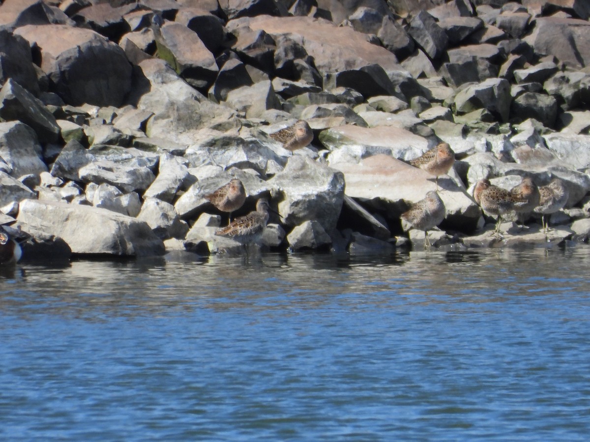 Short-billed Dowitcher - ML618426766