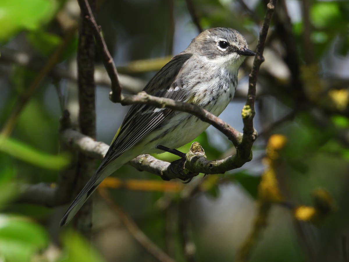 Reinita Coronada (coronata) - ML618426823