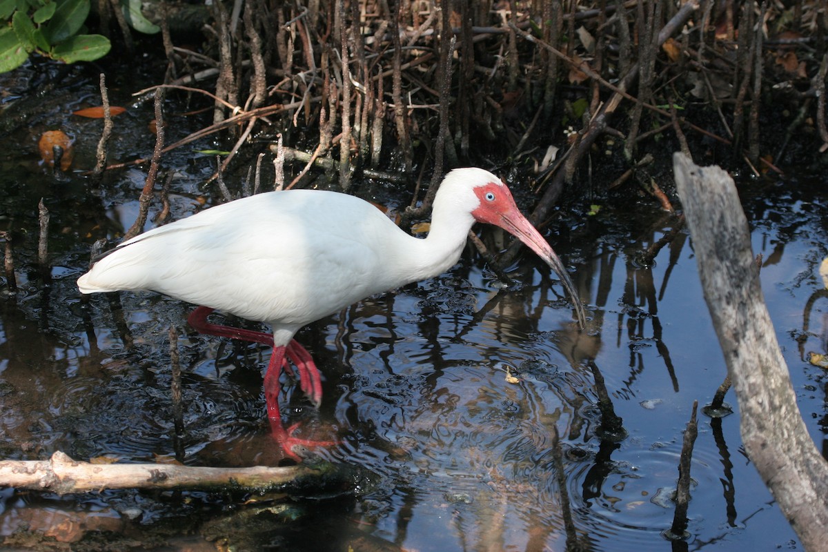 ibis bílý - ML618426826